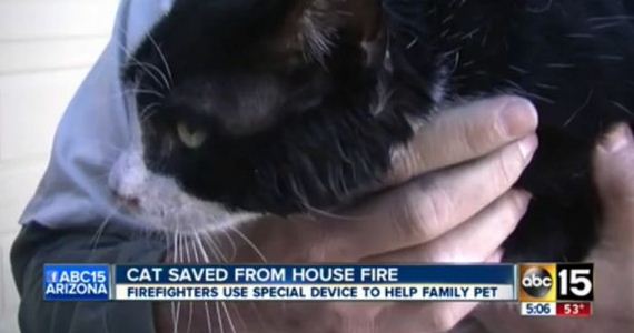 Rescuing a Cat